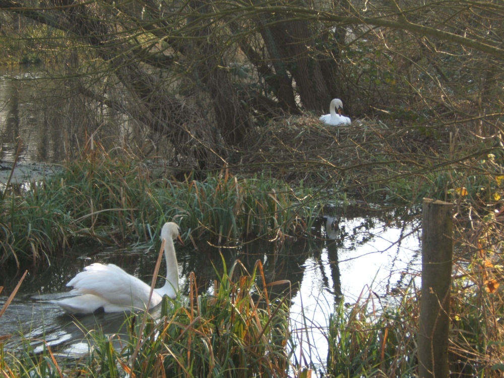 Swans nesting, river Arle, Alresford, hants