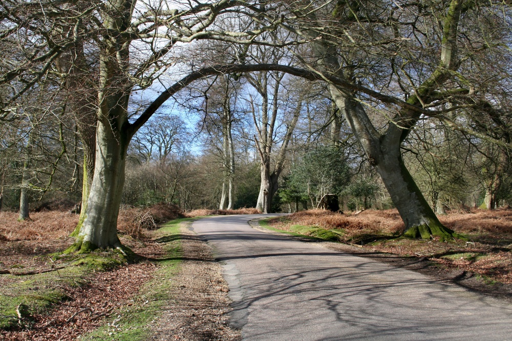 Bolderwood, Hampshire
