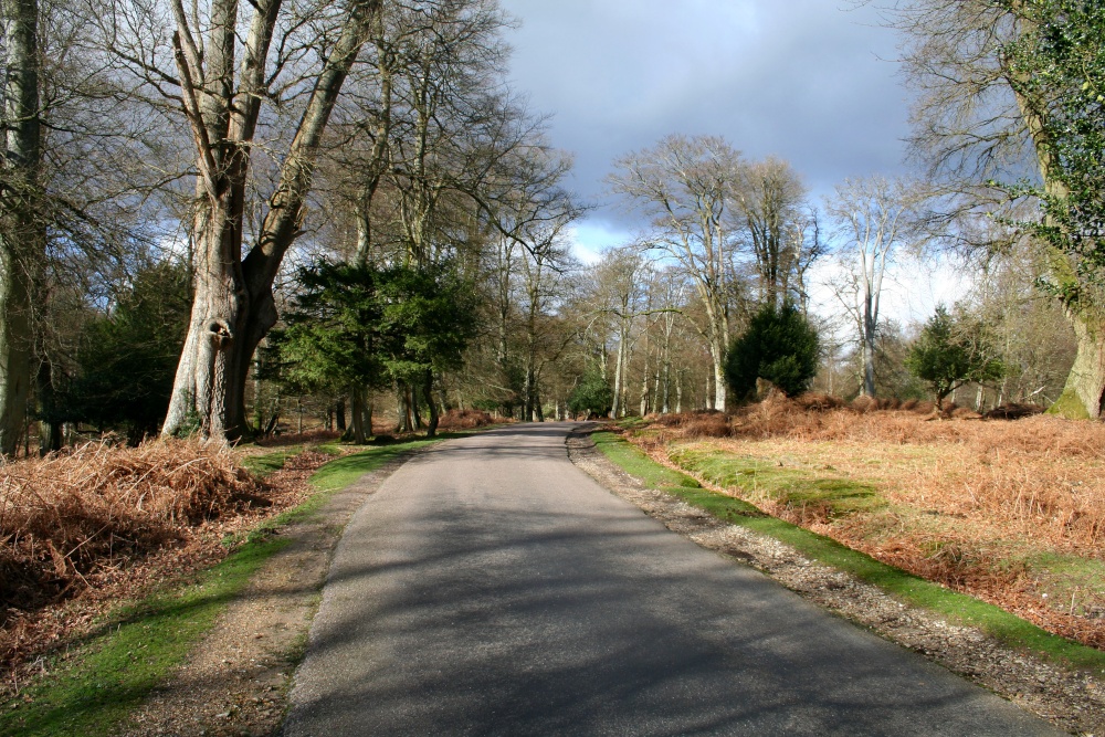 Bolderwood, Hampshire