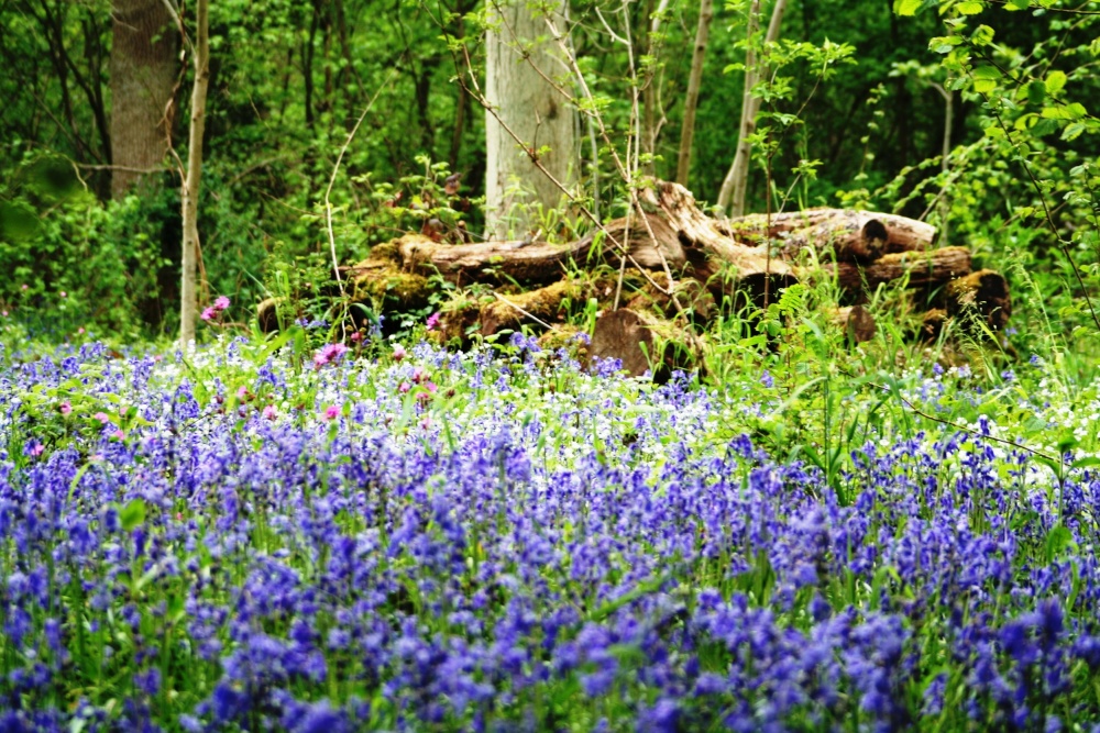 Blue bells at Barwell, Leicestershire
