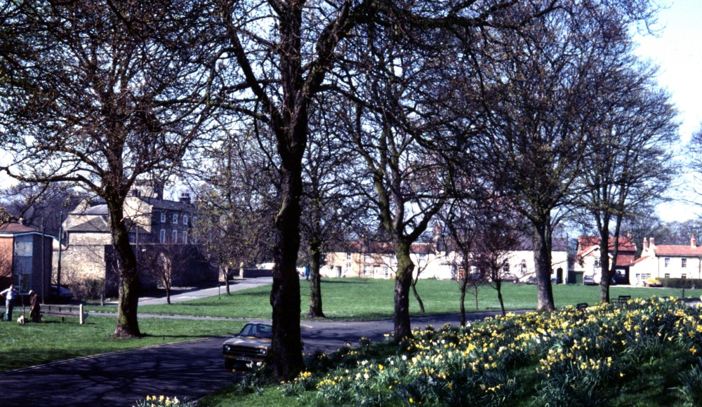 Gainford village greeen, with daffodils in full bloom