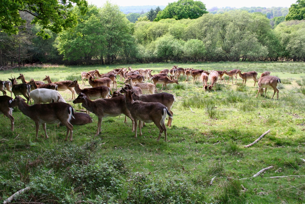 Deer, Bolderwood, Hampshire