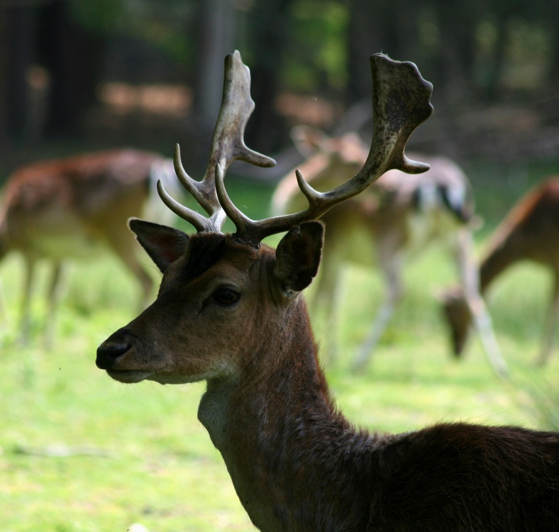 Deer, Bolderwood, Hampshire