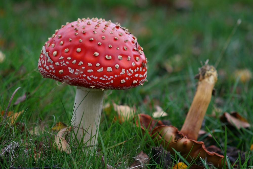 Fly Agaric Fungi,New Forest,Hampshire