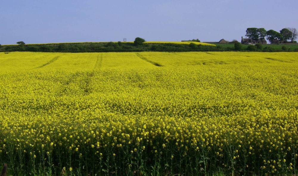 Fields at Offerton, Sunderland, Tyne and Wear.