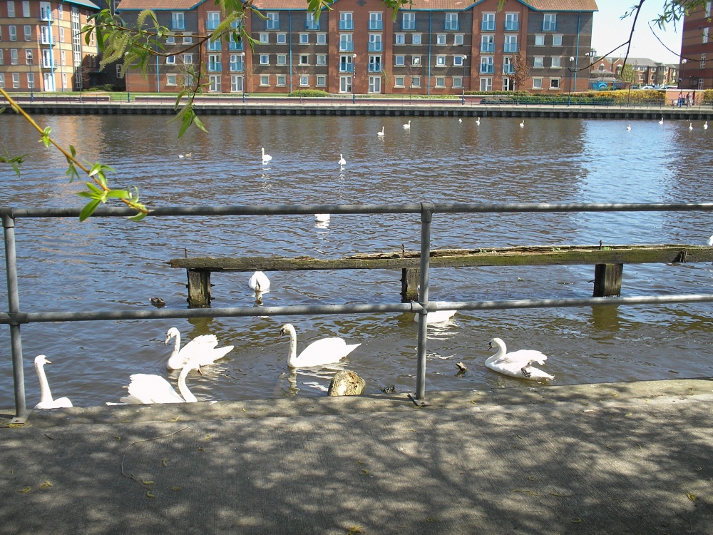 Swans on the Tees at Stockton-on-Tees, Cleveland