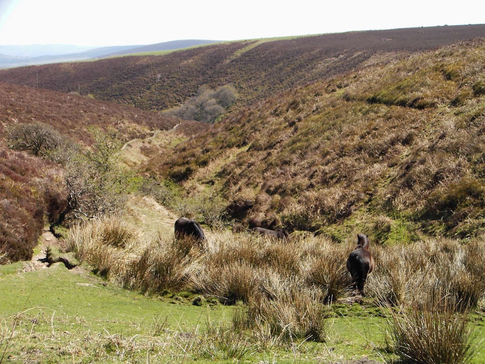 Another view of Exmoor with the moor's wild ponies in the foreground.