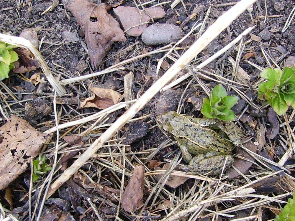 While gardening we found this bouncy little toad in our garden in Worksop, Nottinghamshire