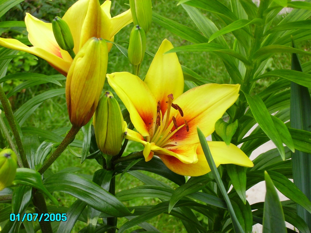 Lush yellow Lilies in Worksop, Nottinghamshire
