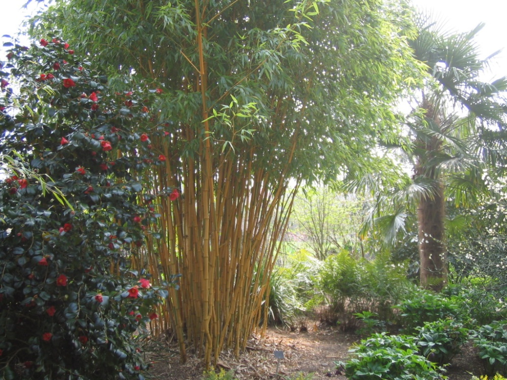 RHS Garden Rosemoor, Great Torrington, North Devon. April 2007. photo by Louise Barson