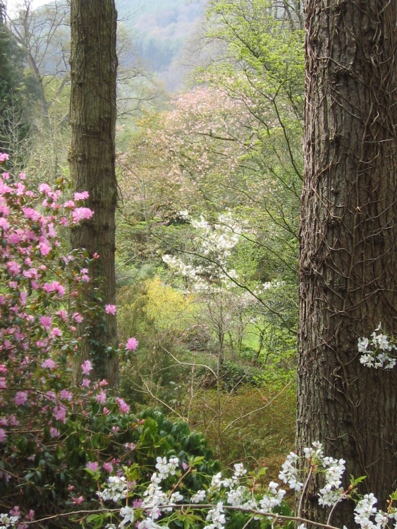 RHS Garden Rosemoor, Great Torrington, North Devon. April 2007.