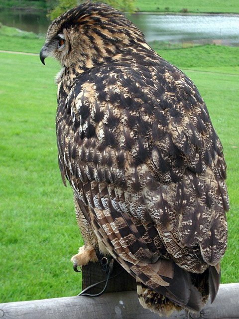 Owl,  Leeds Castle, Kent