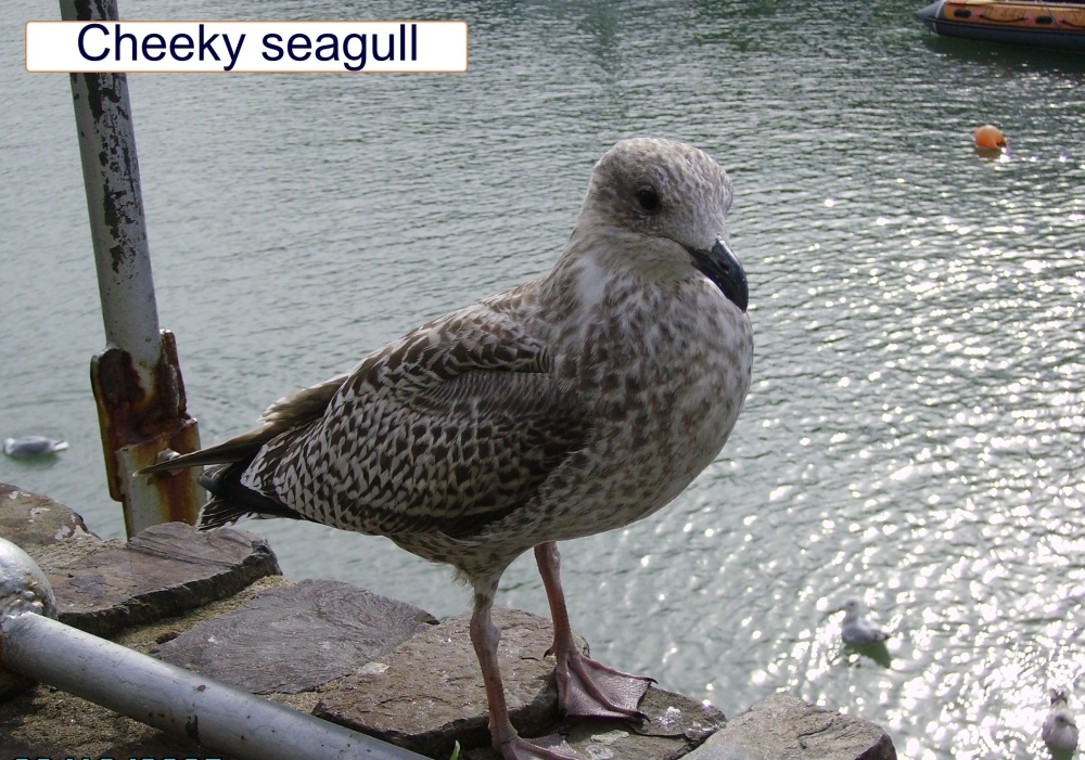 Waiting for a chip,  Ilfracombe in Devon.