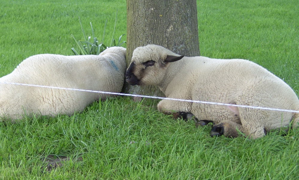 Photograph of A picture of Bothamsall