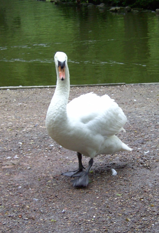 Clumber Park in Nottinghamshire a National Trust property.A curious swan