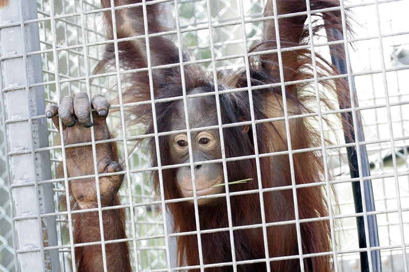 A picture of Monkey World Ape Rescue Centre