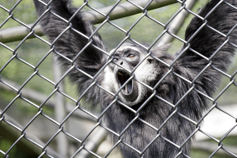 A picture of Monkey World Ape Rescue Centre