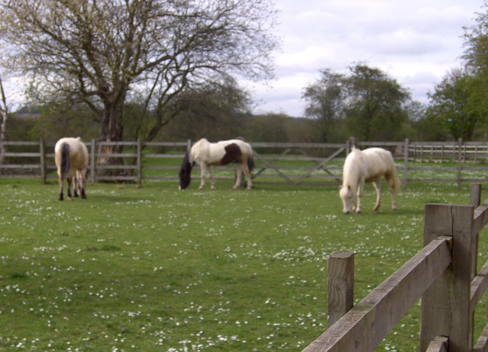 Photograph of Horses in Shireoaks in Nottinghamshire