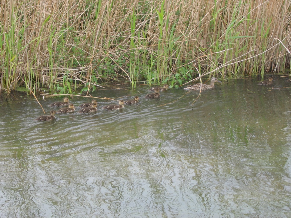 Duck and ducklings on River Test