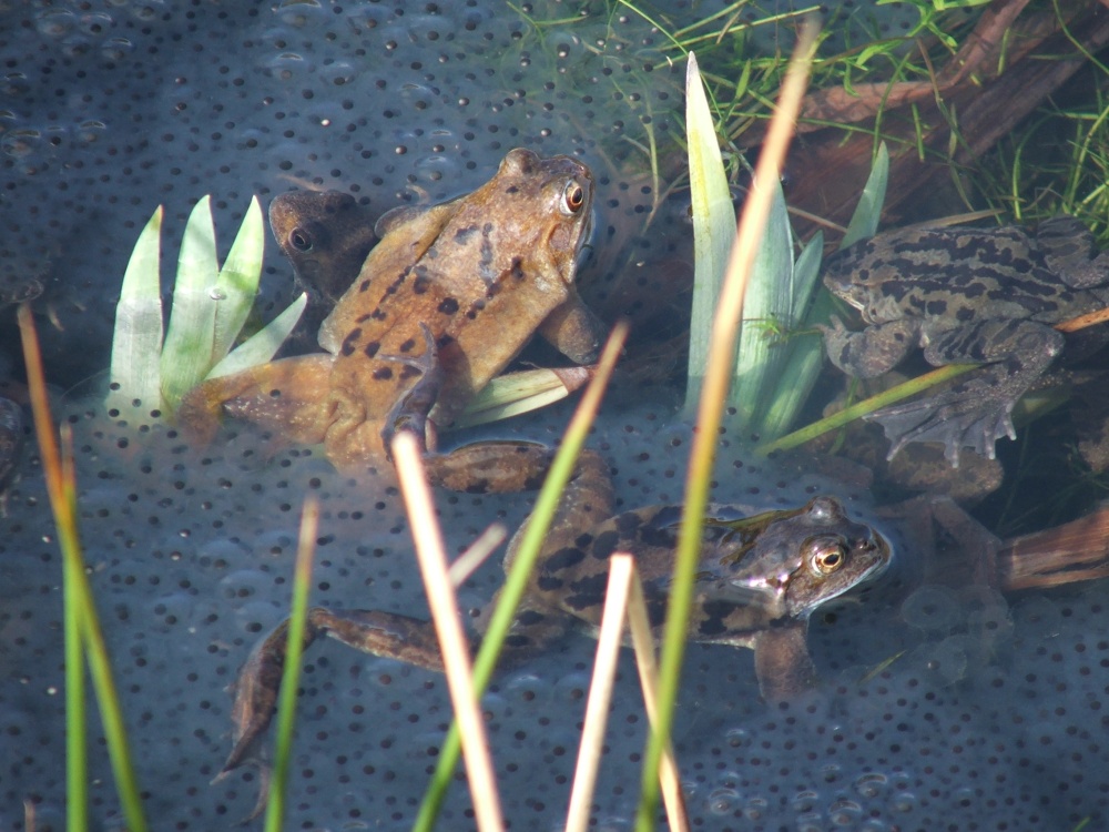 Frogs spawning - Peak District