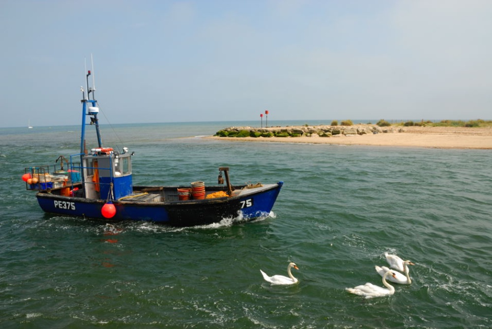 Mudeford Fishing Boat & Flock of swans.
