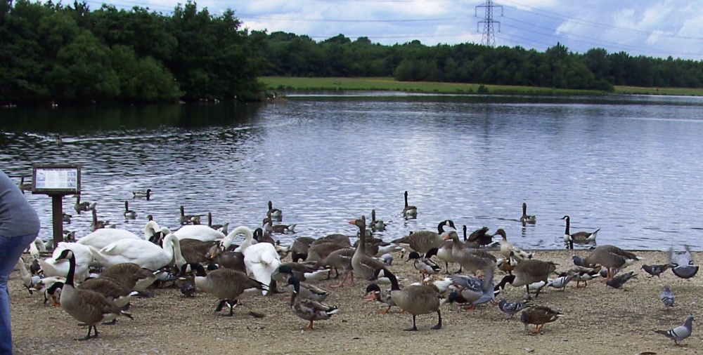 Rother Valley Country Park, South Yorkshire photo by Barbara Whiteman