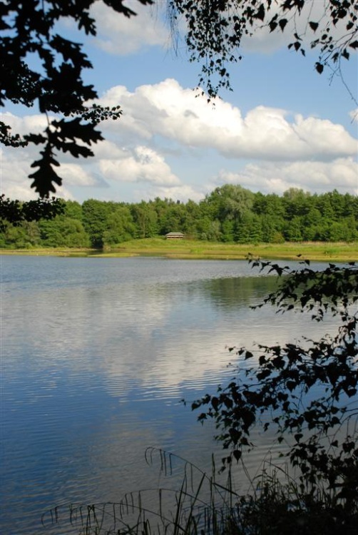 Sevenoaks Wildfowl Reserve, View over Lake