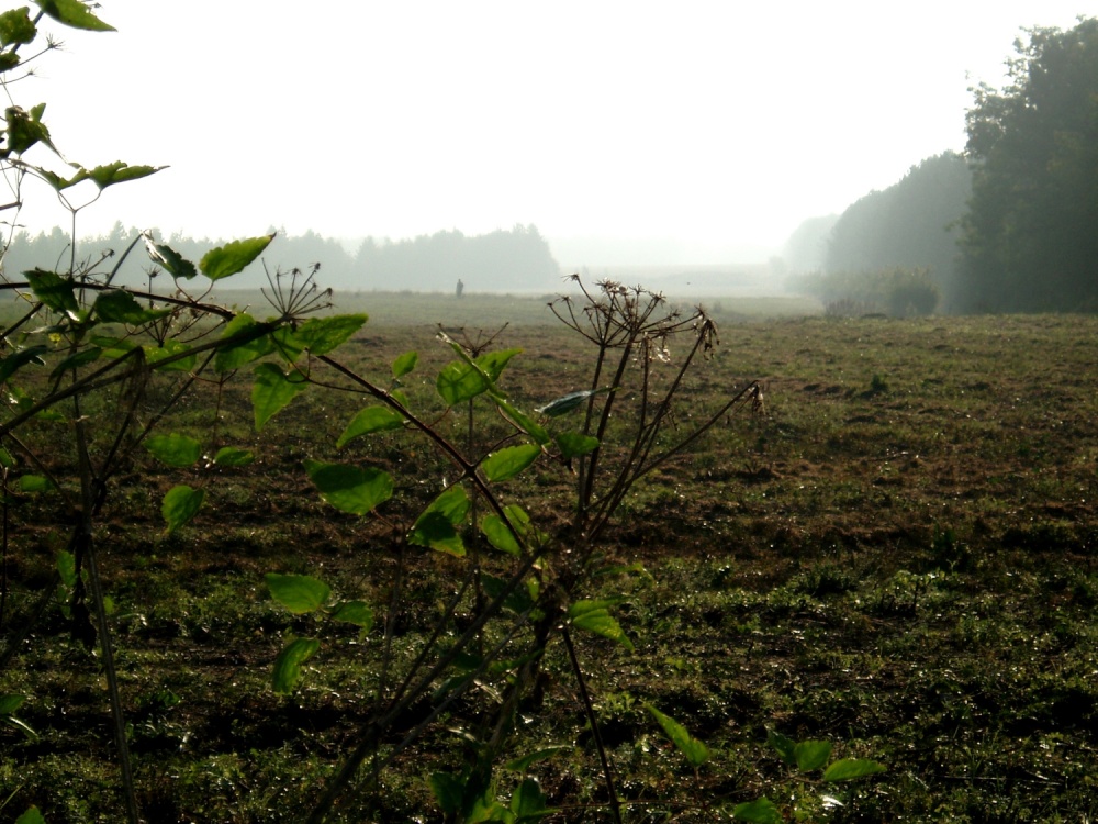 Early Morning Mist near to East Hendred