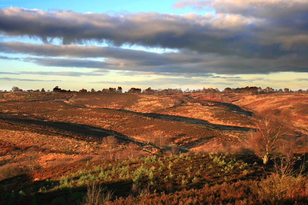 Sherbrook Valley, Cannock Chase