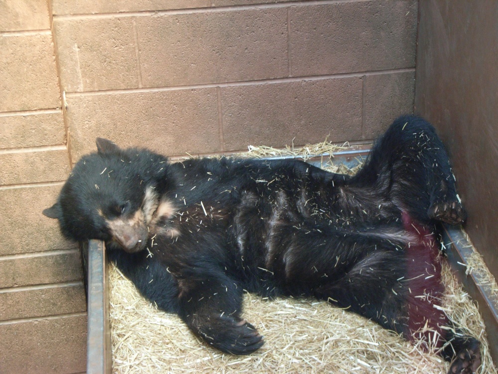 South Lakes Wildlife Park, Dalton in Furness