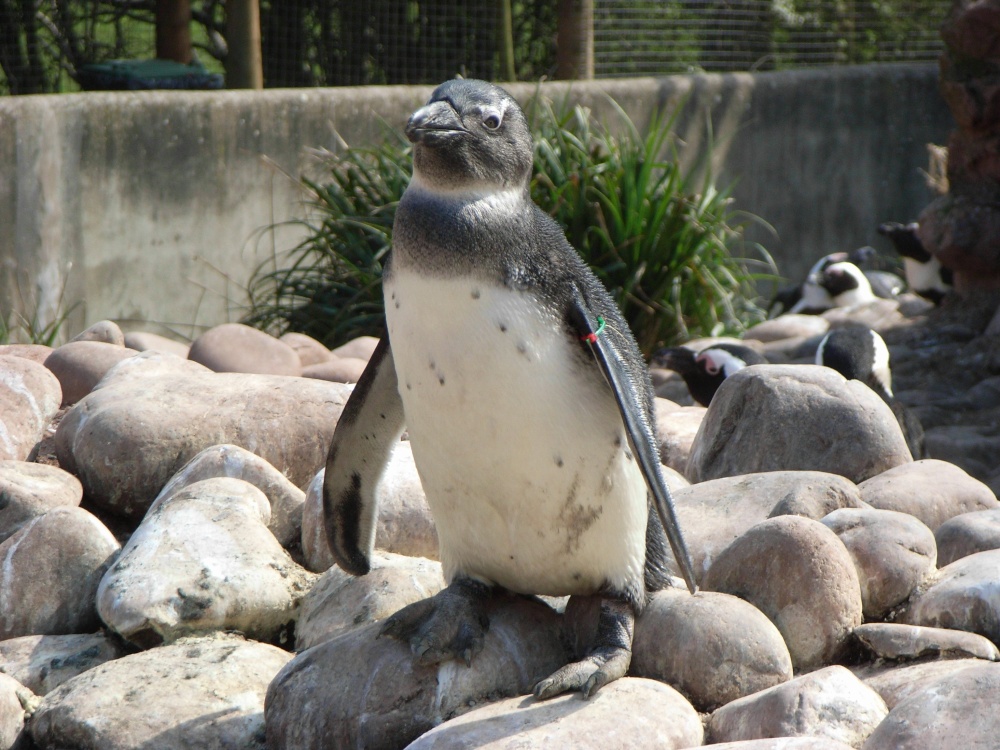 South Lakes Wildlife Park, Dalton in Furness