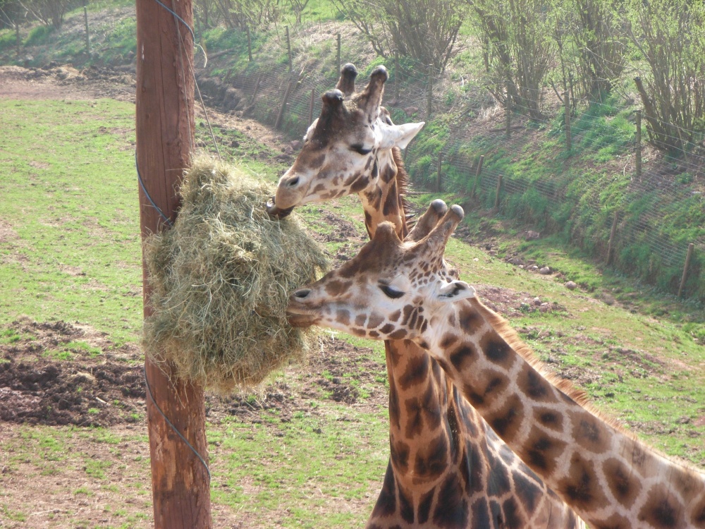 South Lakes Wildlife Park, Dalton in Furness