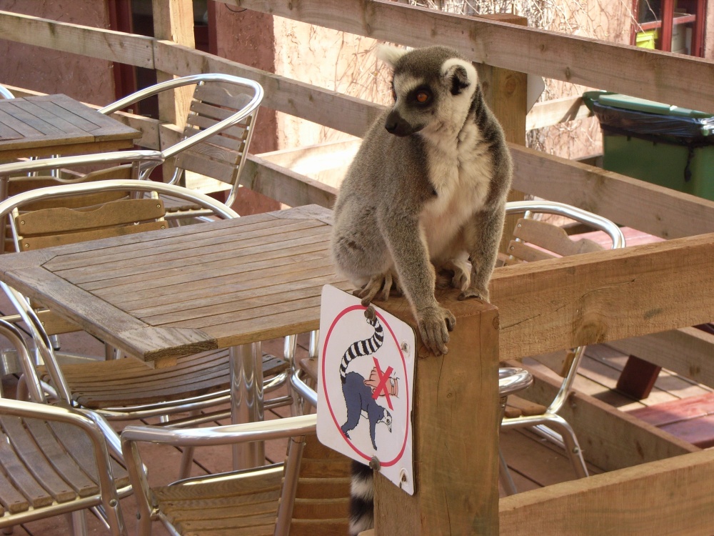 South Lakes Wildlife Park, Dalton in Furness