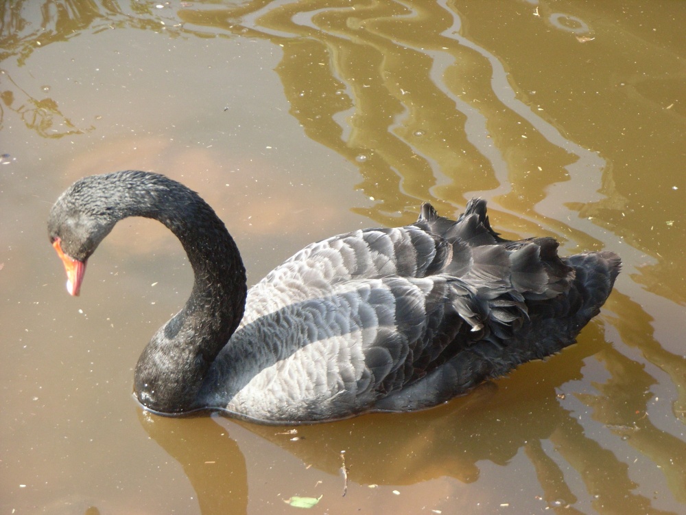 South Lakes Wildlife Park, Dalton in Furness