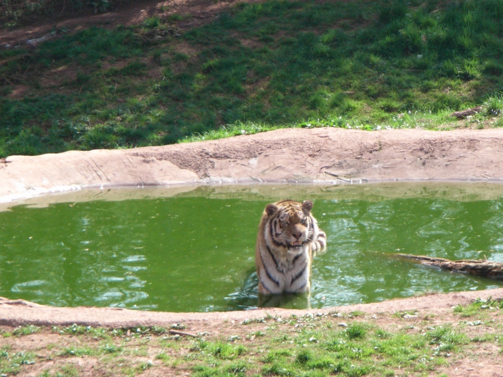 South Lakes Wildlife Park, Dalton in Furness