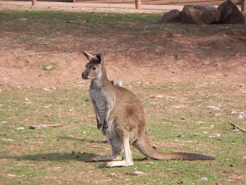 South Lakes Wildlife Park, Dalton in Furness