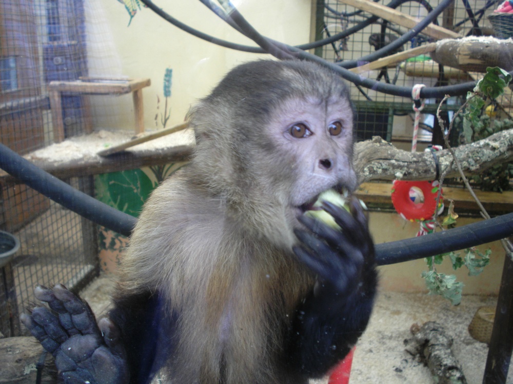 Monkey World Ape Rescue Centre