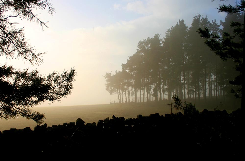 Whinfell Forest, Cumbria
