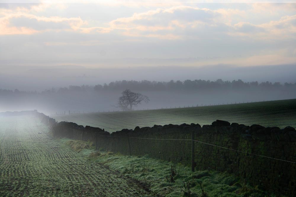 Photograph of Early Morning, Whinfell Forest, Cumbria