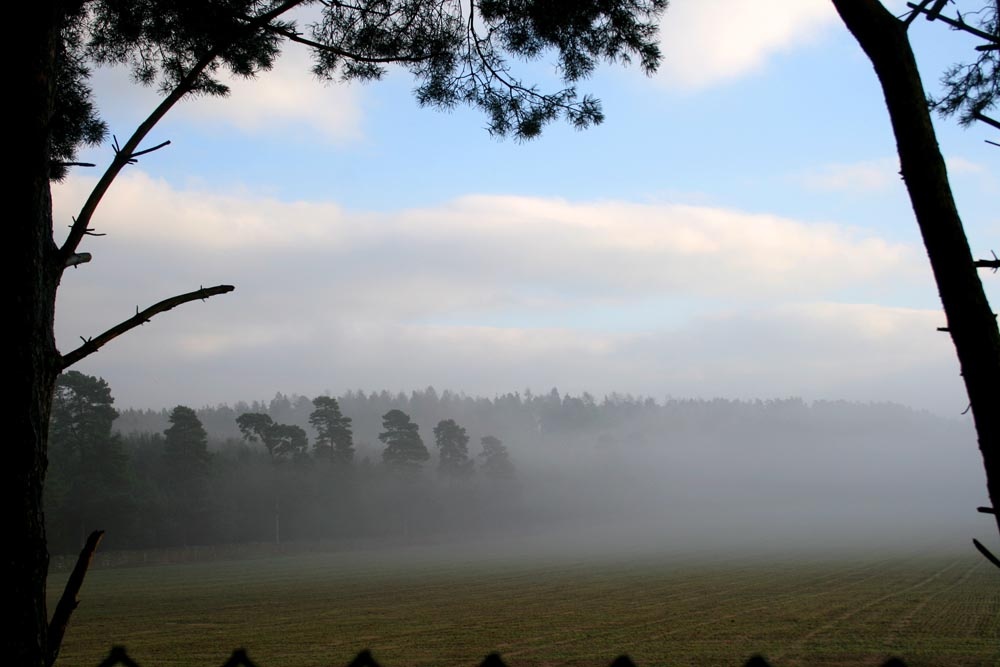 Whinfell Forest, Cumbria