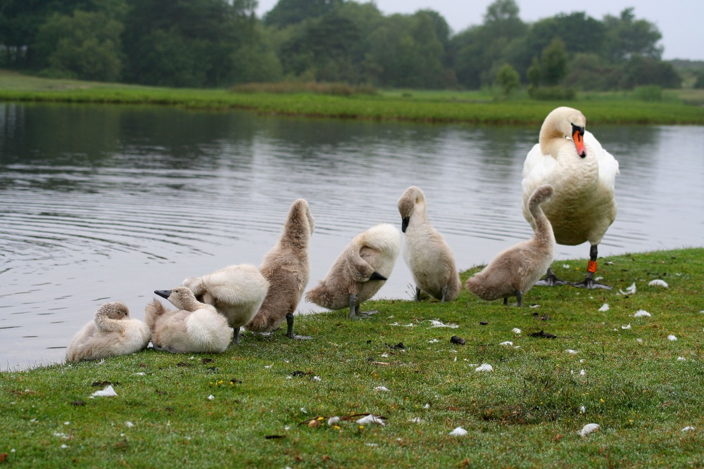 Swans at Hatchet pond, New Forest