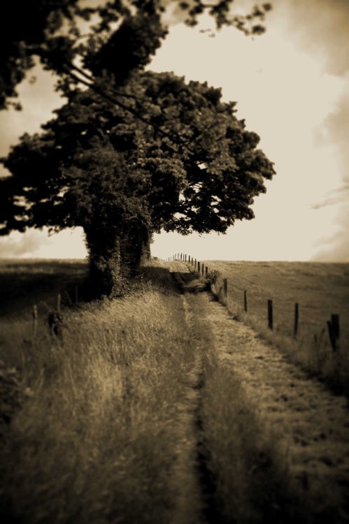 Pathway. Hartshill Hayes Country Park, Warwickshire