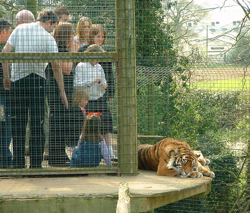 Tiger at Thrigby Hall, Norfolk photo by Ian Gedge
