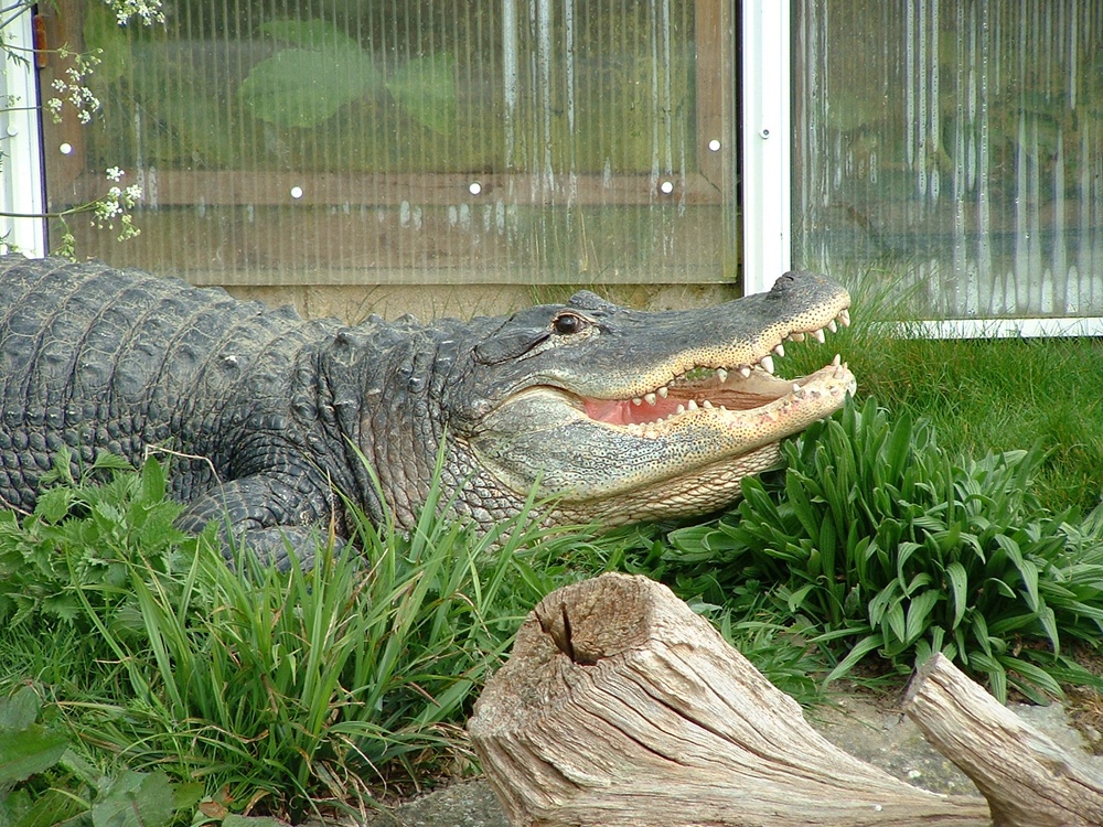 A Crocodile at Thrigby Hall, Norfolk