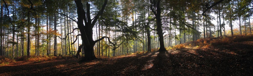 Photograph of Autumn Panorama, Cannock Chase