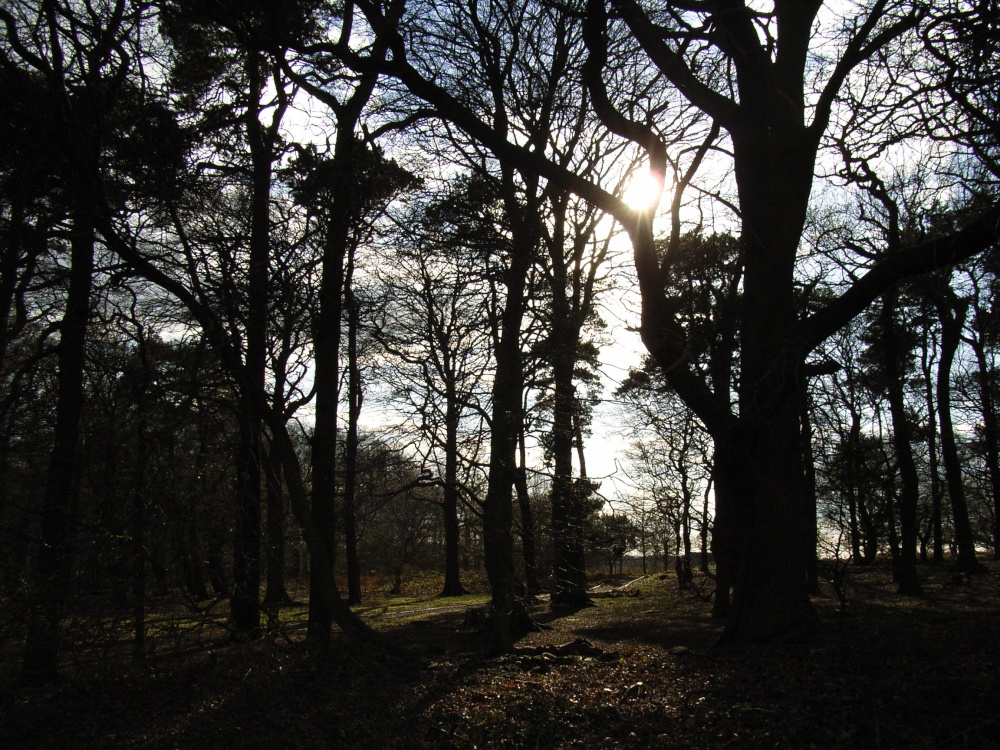 Beacon Hill Country Park, Leicestershire photo by Jez Taylor