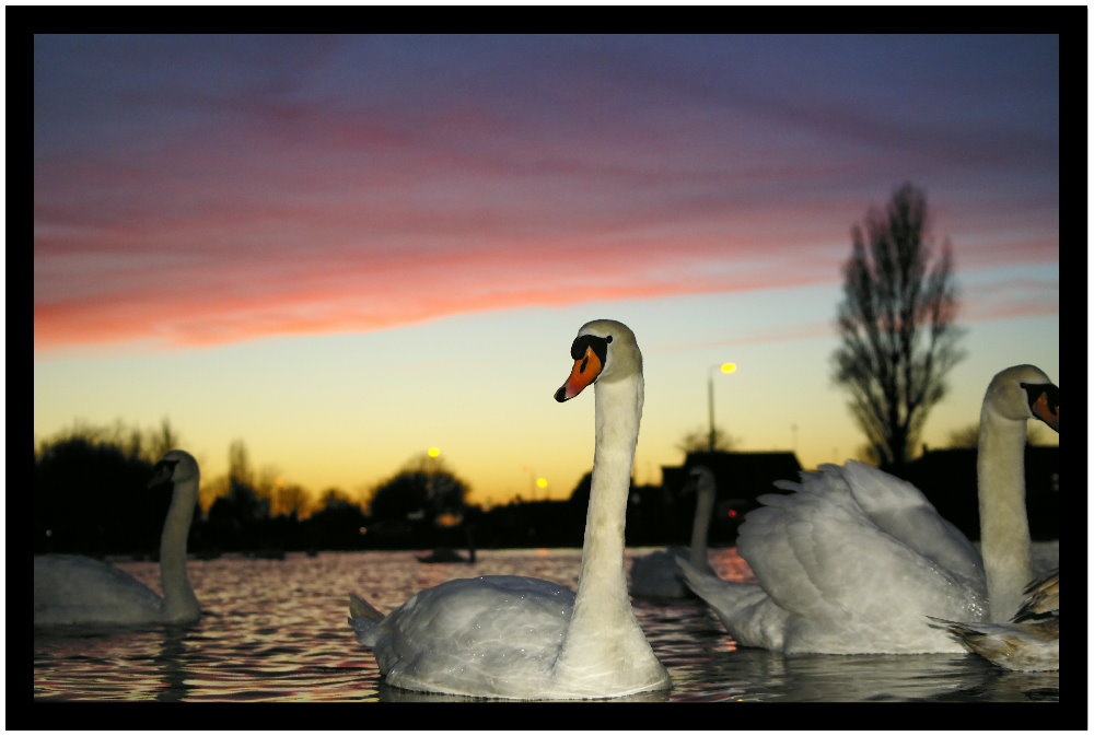 Photograph of Swan Lake, Dovercourt, Essex