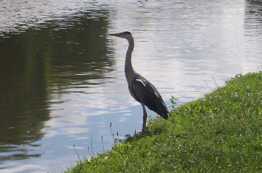 Grey Heron at Alperton