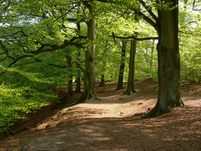 Photograph of Walk Thro' the Trees