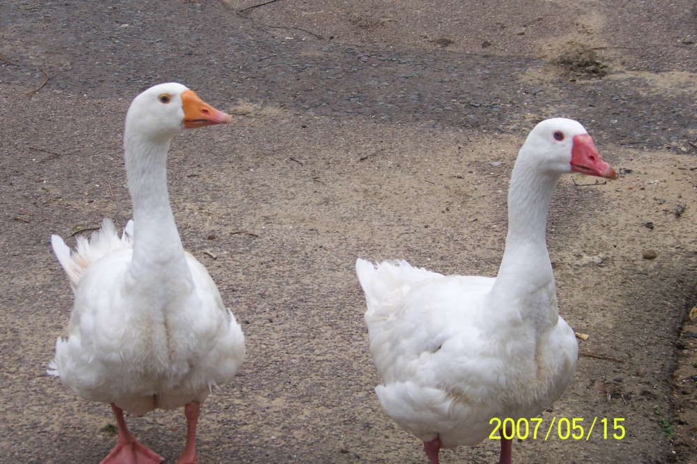 Finchingfield, Essex